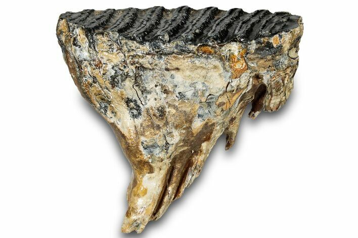 Woolly Mammoth Lower M Molar - North Sea Deposits #298461